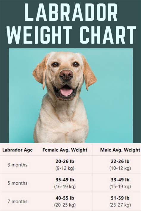  Estimated Size The estimated size of an adult Labrador retriever is around about 